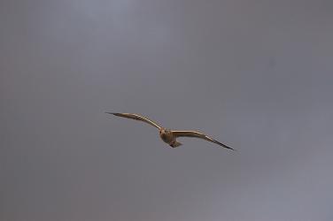 c0046587_1734851.jpg