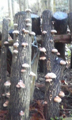 f0035996_2028717.jpg