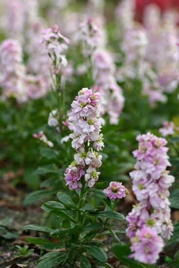 e0083238_23445064.jpg