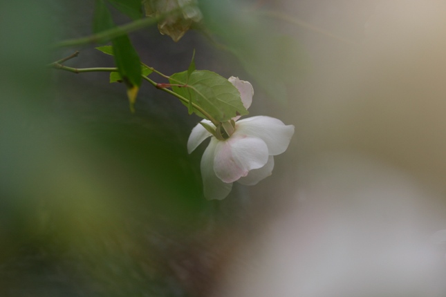 e0083238_23451411.jpg