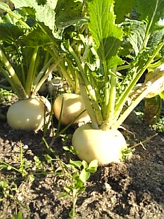 c0069552_1015627.jpg