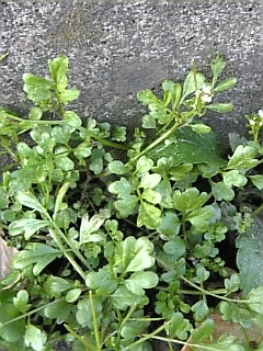 c0069552_9474827.jpg