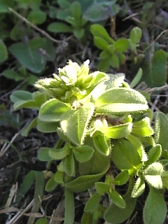 c0069552_9475016.jpg