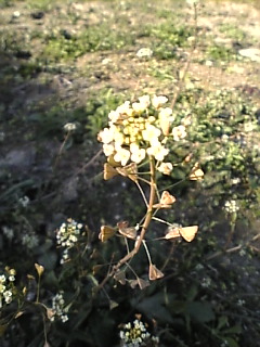 c0069552_9475020.jpg