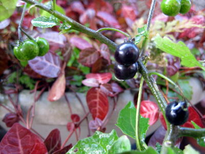 c0147952_2224643.jpg