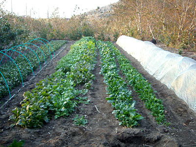 e0097770_026632.jpg