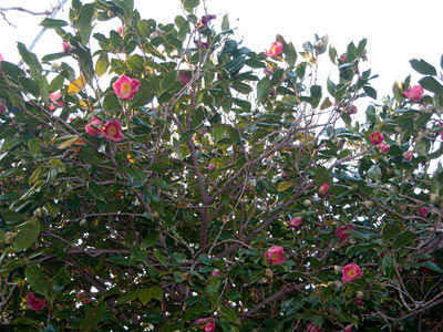 e0097770_0273097.jpg