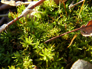d0045295_1658145.jpg