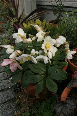 e0102713_87837.jpg