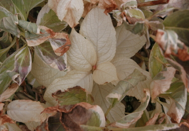 e0102713_883331.jpg