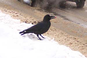 e0001123_16152838.jpg