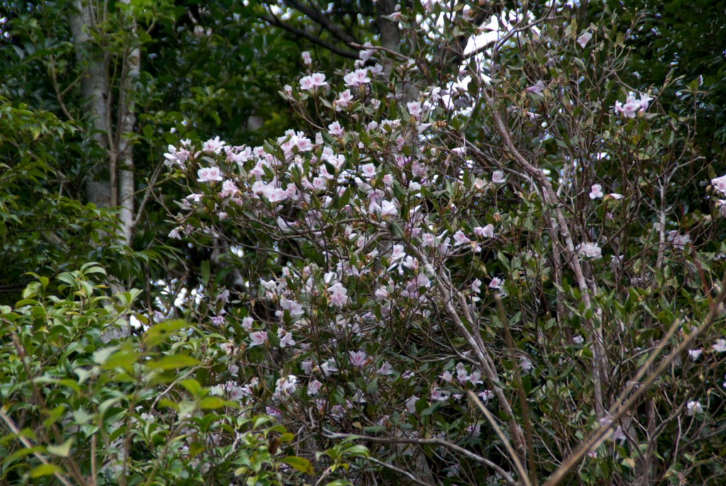 d0053930_17213164.jpg