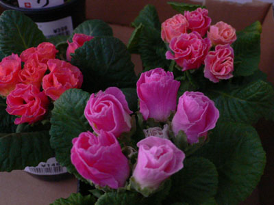 f0061334_21575441.jpg