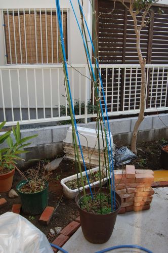 c0111535_2347375.jpg