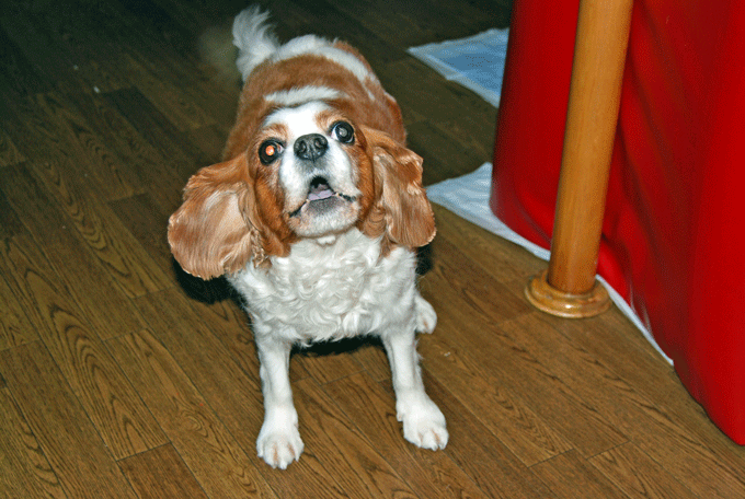 c0136838_1772010.gif