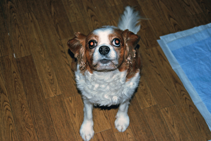 c0136838_1784387.gif