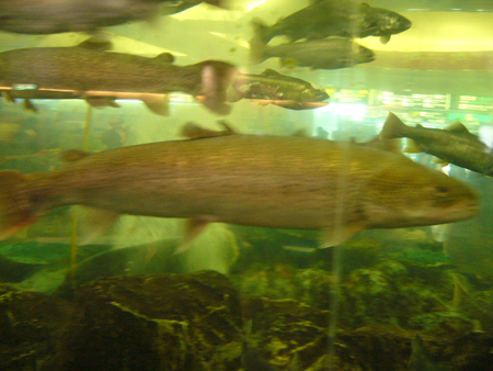 f0054556_1461755.jpg