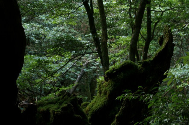 d0079278_1717213.jpg