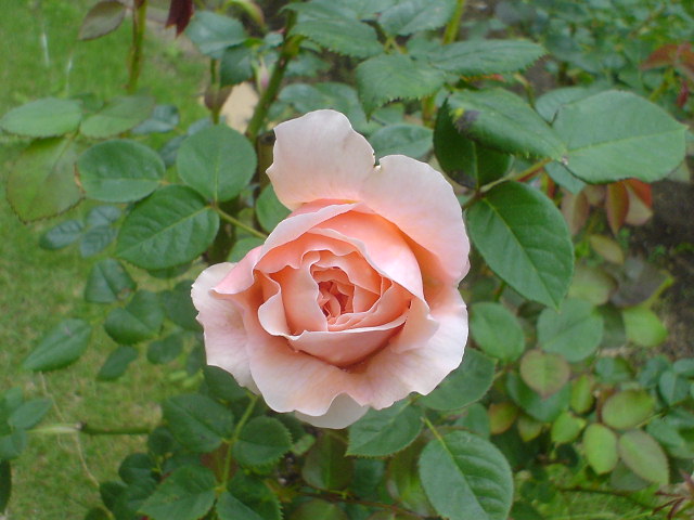 e0052690_22433924.jpg