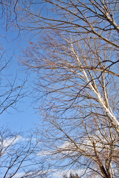 f0001895_15514529.jpg