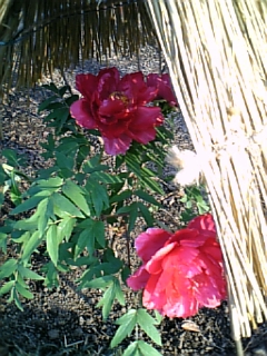e0016828_21441891.jpg