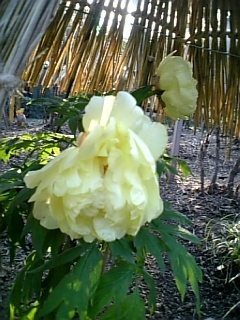 e0016828_21491134.jpg