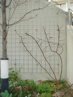 a0076237_17535056.jpg