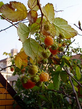 c0056437_23174720.jpg