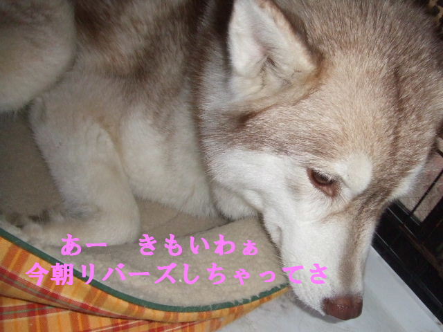 e0121548_20564178.jpg