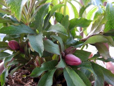 c0147952_2315213.jpg