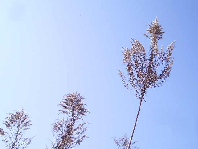 e0025300_11223414.jpg