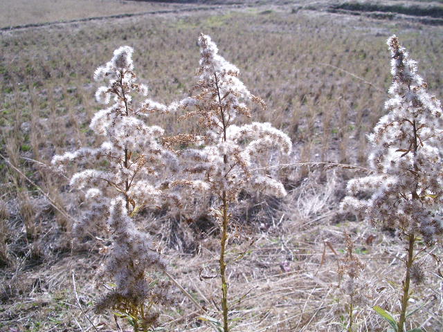 e0025300_1122537.jpg