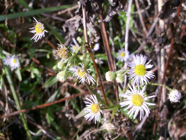 e0025300_11323741.jpg