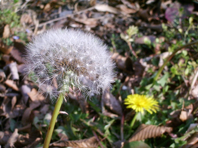 e0025300_1132630.jpg