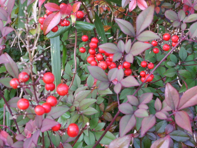 e0025300_11383035.jpg