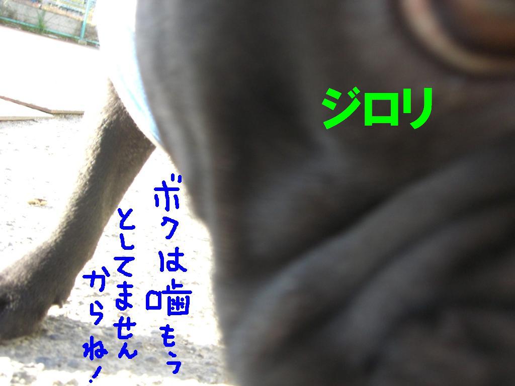 c0113109_11378.jpg