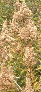 d0114517_17374725.jpg