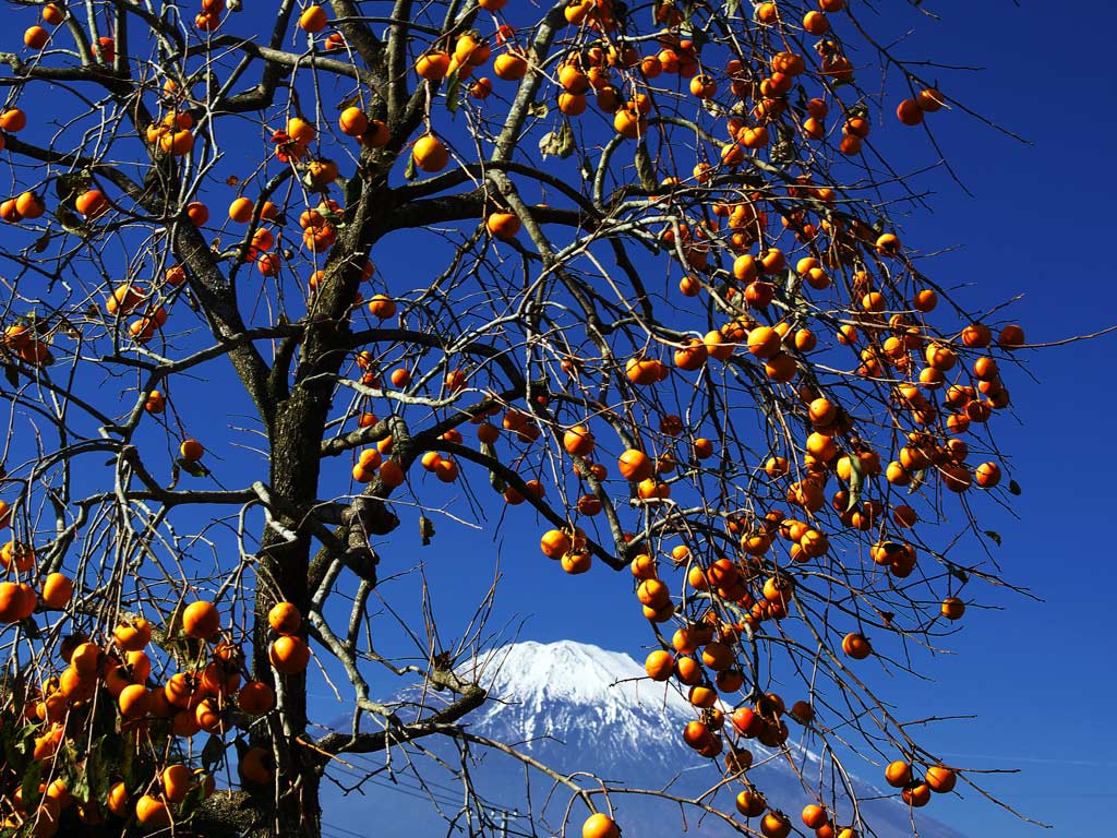 f0035323_8161282.jpg