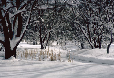 a0046429_2395243.jpg