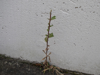 e0008833_9571224.jpg