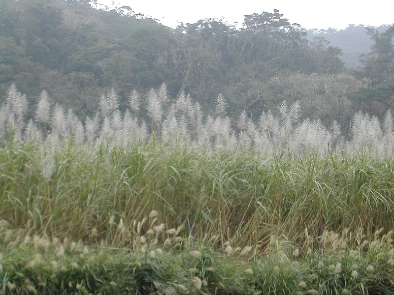 e0062635_10322221.jpg