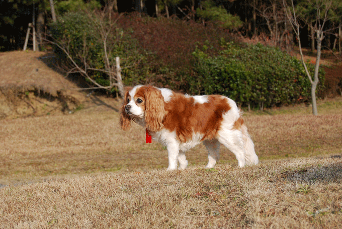 c0136838_2323033.gif