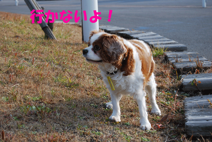 c0136838_23313045.gif