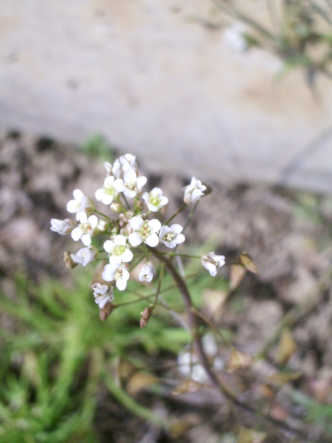 e0025300_1217449.jpg