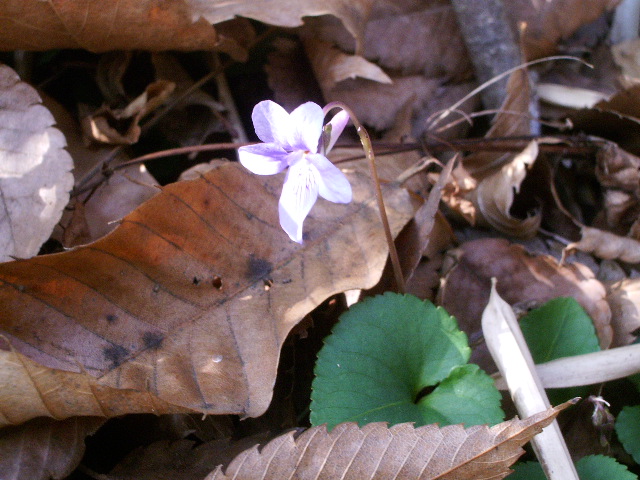 e0025300_1220658.jpg
