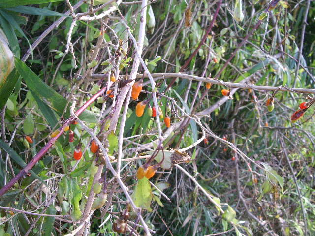 e0025300_12291932.jpg