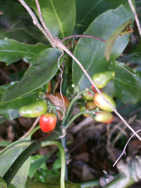 e0025300_12312750.jpg