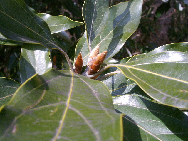 e0025300_12331494.jpg