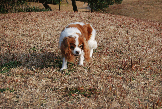 c0136838_21472566.gif