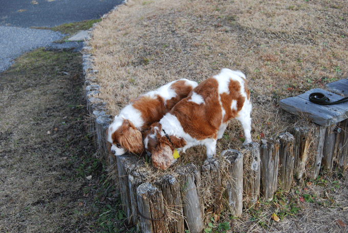 c0136838_21501625.gif